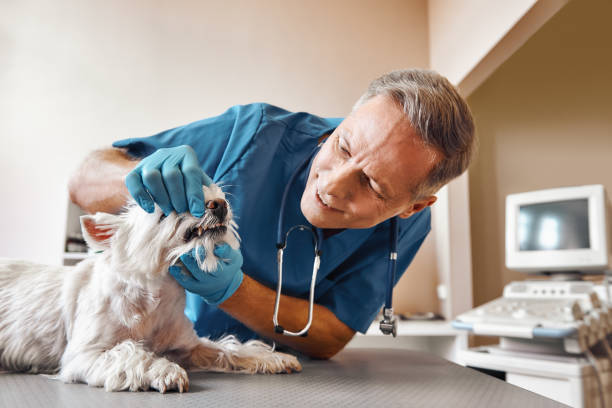 Best Mobile Emergency Dentist in Edgewater, NJ